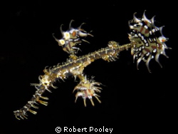 Ornate Ghost Pipefish (3" in length) - Anilao City Pier n... by Robert Pooley 